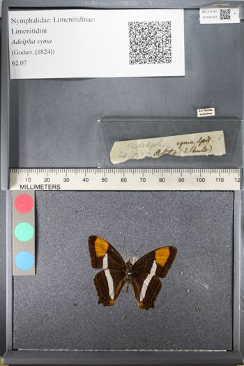Media type: image;   Entomology 145433